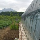 다래칼국수 이미지