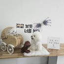 평생 사랑해 줄 개 애견펜션 이미지