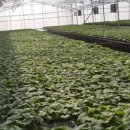 청주왕겨 이미지