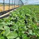 달밭농장 이미지