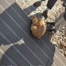 흙묻은감자민박 | [춘천]강원도 감자빵 대형카페 '감자밭' 치즈감자빵, 고구마빵 솔직후기