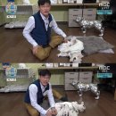 아기강아지 이미지