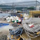 양포문어 이미지