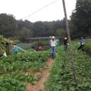 기홍농장 Daum카페