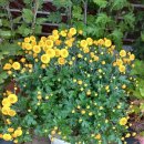 뜰이야기 이미지