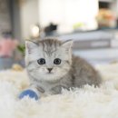 마성의냥이