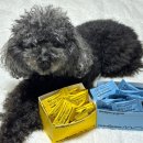 조이메디 | 강아지슬개골과 강아지기관지에 좋은 강아지영양제 웰릿 메디포우 조이런 &amp; 코코숨 급여 후기