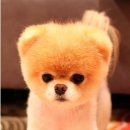 귀여운강아지 이미지