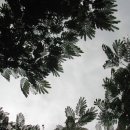 올리브스파피 이미지