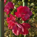 ▣ 가을은 단풍시작= 도심속 억새정원,국화로 수놓은 가을정원-1 이미지