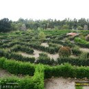 메이즈랜드 이미지