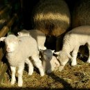 진부목장 이미지