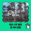 해공로 | 죽은 나무 벌목 및 처리 방법