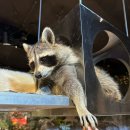 병산리 돌거북상 | 홍대실내데이트 갈만한곳 추천 테이블에이 동물원 두돌 아기랑 다녀온 후기