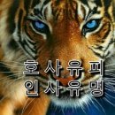 호사유피 이미지