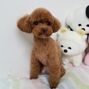 모찌애견샵 이미지