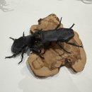 도전 종이접기자격증반 | 용산 아이파크몰에서 열린 '기미로 종이접기 페스티벌' 첫 날 방문 후기