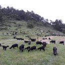 달뜨기흑염소목장 이미지