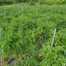 영걸농장 이미지