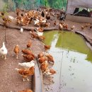 꿈의 농장 이미지