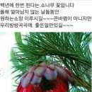 백송화로
