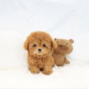 강아지분양 더펫 이미지