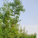 왕산1리 이미지