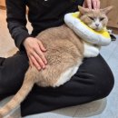 성수왕방힐링마을 | 성수 실내 놀거리 서울 고양이 카페 추천! 길고양이마을 성수협력점 후기