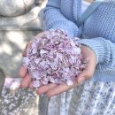 대전대흥초등학교 | 대전 테미공원 벚꽃 축제, 벚꽃명소 추천