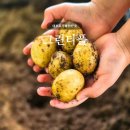 샘그린 협동조합 | 대부도가볼만한곳 | 그린티플, 아이랑 실내 체험 감자칩만들기 보틀케이크 후기