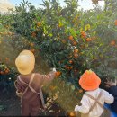 원스농장 | 감귤따기 체험과 감성 카페가 함께 있는 곳 서귀포 감따남