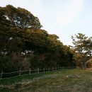 완도 맹선리 상록수림 이미지