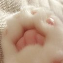 핑크젤리 이미지