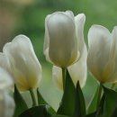 대보자원 이미지