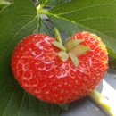 미라농원 이미지