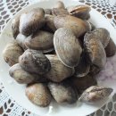 전복총각 이미지