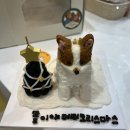 샘펫스튜디오 이미지