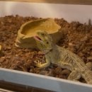 (주)블루미디어 | 대구 동성로 | ‘아쿠아 밸리 블루라운지‘ 도심 속 이색 동물 체험부터 모래놀이 까지-내돈내산 방문후기