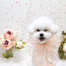 우프루프 이미지