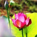 경주연꽃단지 이미지