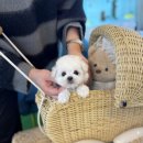 여기는 펫샵 이미지