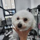 미래애견 이미지