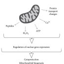 Re:Mitochondrial Retrograde Signaling: Triggers, Pathways, and Outcomes 이미지