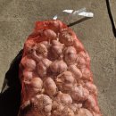 통마늘 판매(4만원) 이미지