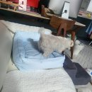 펫 마마의 집 이미지