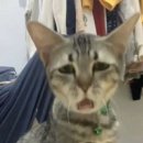 고양이카페 네이버블로그