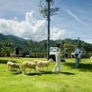 현지목장 이미지