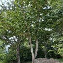 진산골프연습장 | 여름산청여행 | 경남 노캐디 | 경남 2인플레이 |산청 파3 | 진산 골프클럽 | 2인 후기