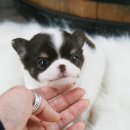 일산강아지분양 라펫 이미지