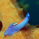 민달팽이(Sea slug) 이미지